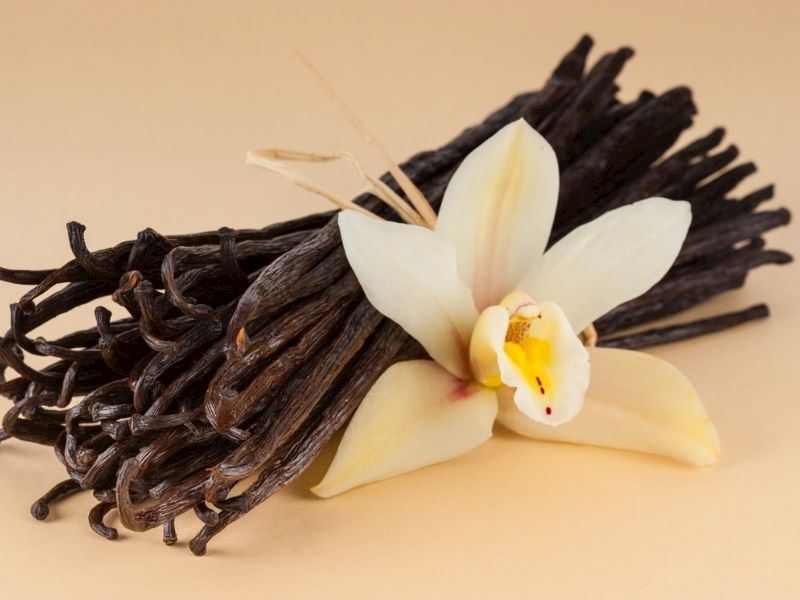 Vanil bitkisinin faydaları: Sinirləri dincəldir, öskürəyı xırp kəsir