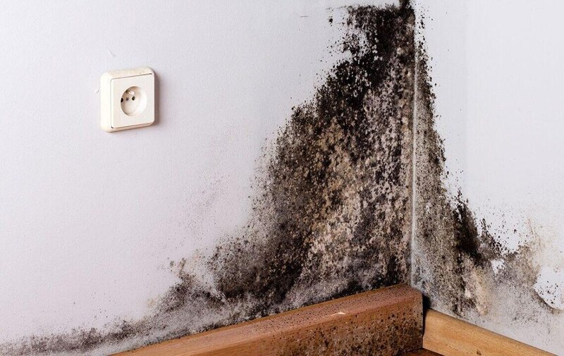 Divarlarımıza yapışan xəstəlik: Kif göbələyindən necə qurtulmalı?