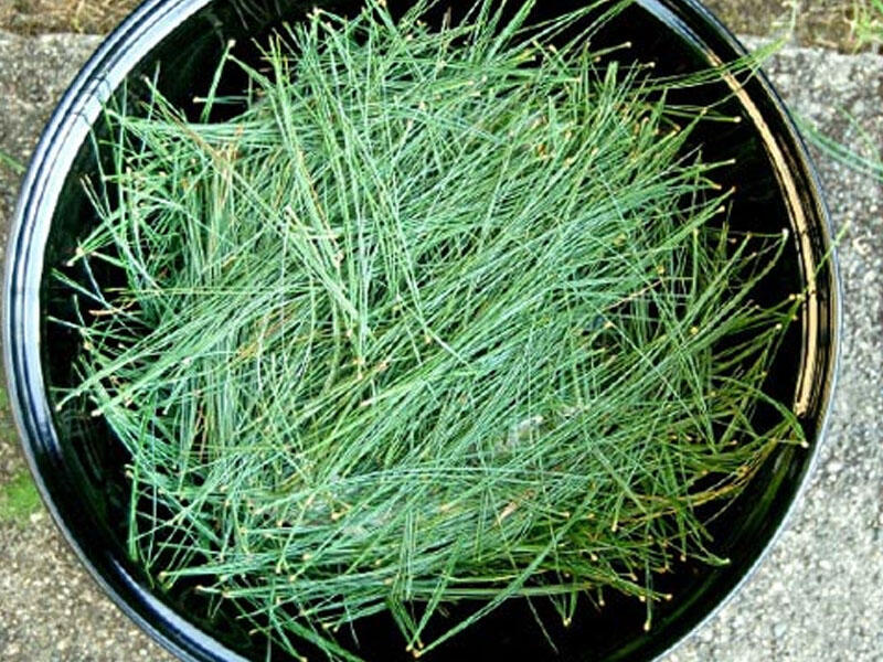 İmmuniteti gücləndirən PULSUZ VASİTƏ