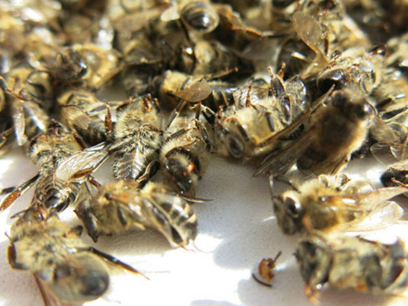 Ölü arılardan SAĞLAMLIQ CÖVHƏRİ