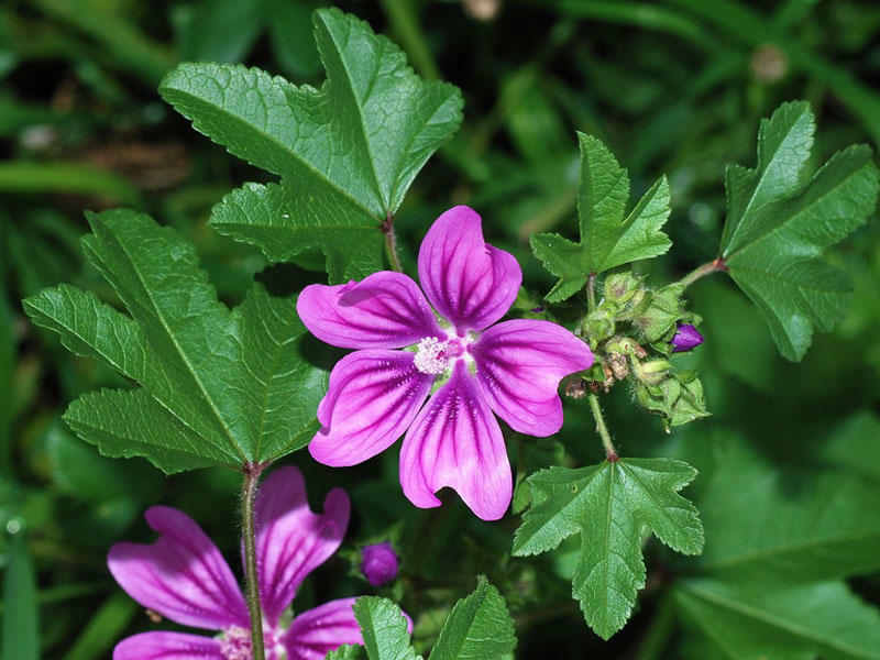 Əməköməcinin sağlamlıq üçün 7 FAYDASI