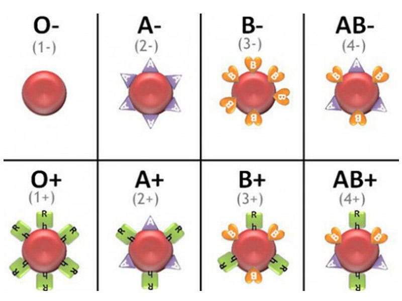 Bu qan qrupu olan insanlarda MƏDƏ-BAĞIRSAQ xəstəlikləri tez-tez olur