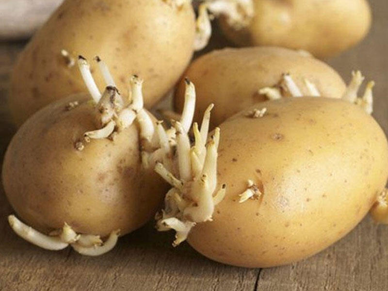 Cücərmiş kartof ziyanlıdırmı?