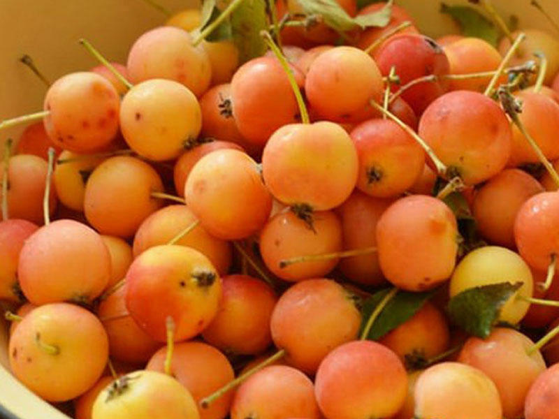 Kiçik meyvənin 7 böyük faydası