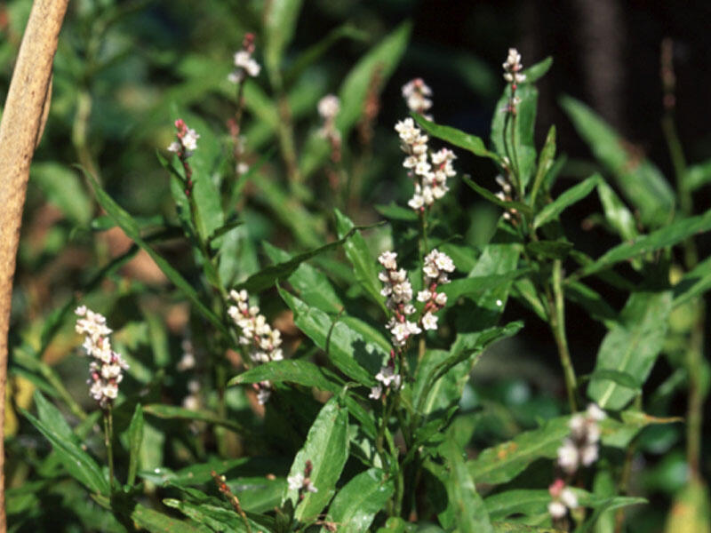 Qırxbuğum bitkisinin FAYDALARI