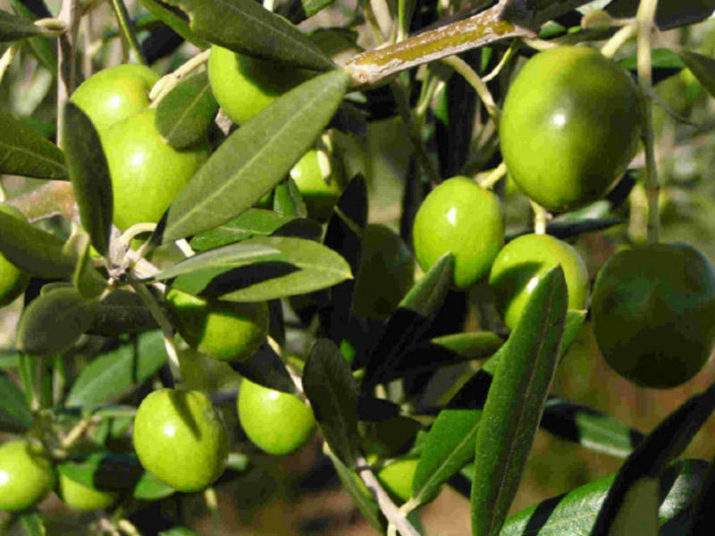 Zeytun yarpağı xərçəngdən qoruyur
