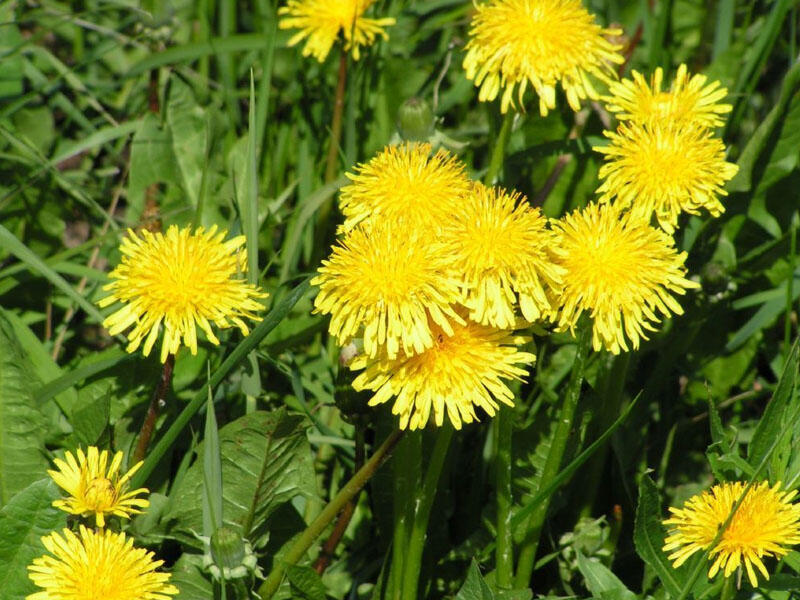 Çöllərdə bitən bu bitki qanda şəkəri sürətlə salır - İbn Sina