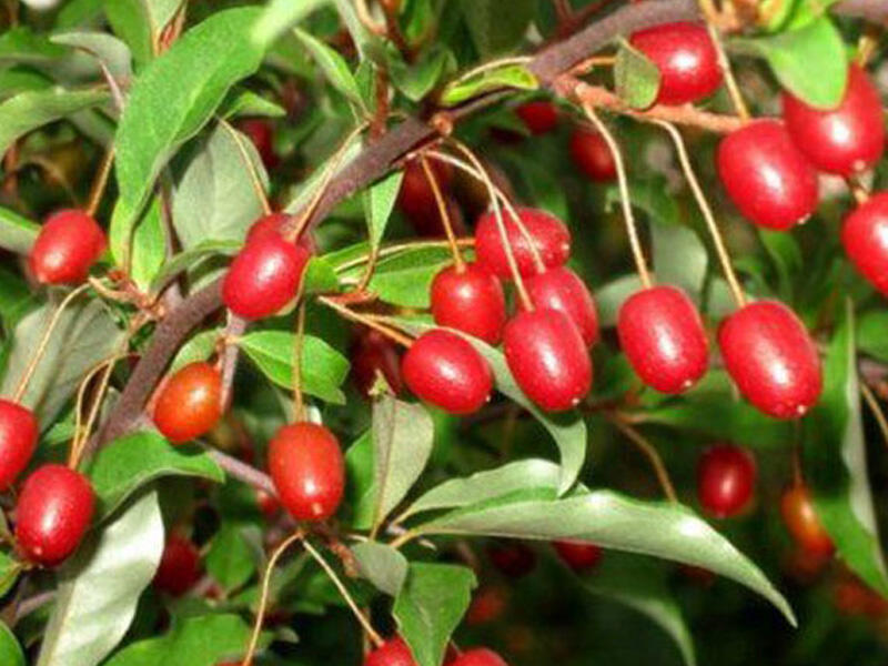 Öskürəyi aradan qaldırır, böyrəkləri çalışdırır...- ƏTİRLİ MEYVƏNİN FAYDALARI