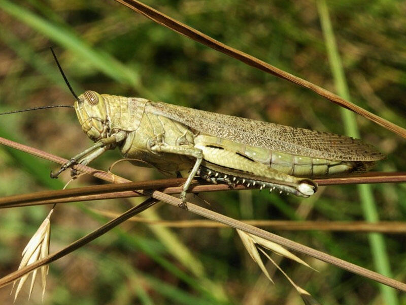 Alim çəyirtkələrə hansı əmri verdi?