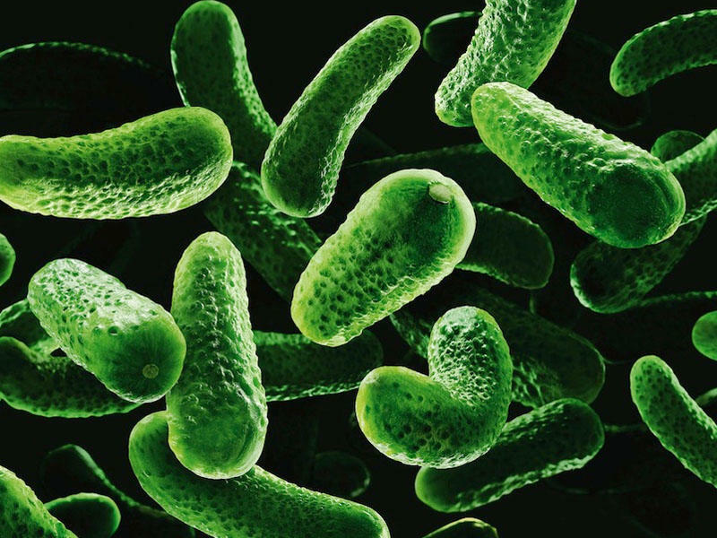 Bakteriemiya nədir?