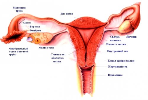 Qadınlarda folekulun yetişməsi və ovulyasiyası