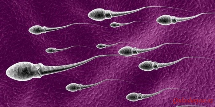 İnternet kişilərin spermasını sürətli dərəcədə zəiflədən səbəbdir