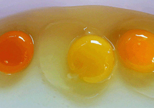 Sağlam yumurta sarısı hansı rəngdə olmalıdır? - FOTO
