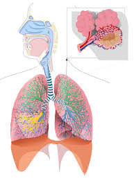 Astma xəstəliyini təbii müalicə edin....