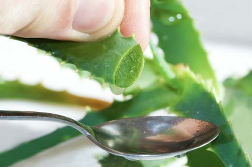 Aloe vera hansı xəstəliklərdə istifadə edilir? XEYİRLƏRİ VƏ ZİYANLARI...