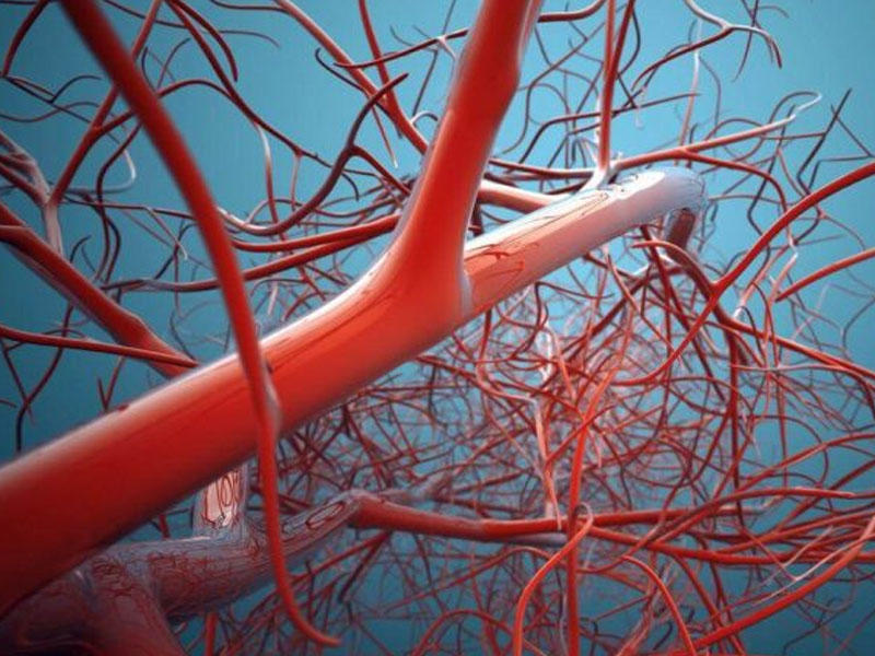 İnsan bədənindəki damarların uzunluğu neçə kilometrdir?