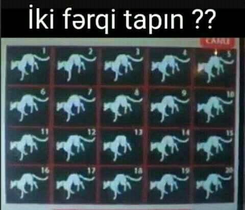Şəkildəki 2 fərqi tapın - FOTO
