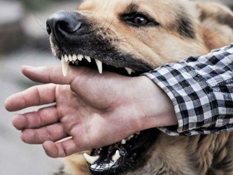 İt dişləməsi zamanı İLK YARDIM