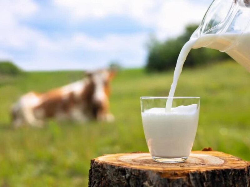 Yağlısı infarkta aparır - Yağsızı min bir dərdə dərmandır