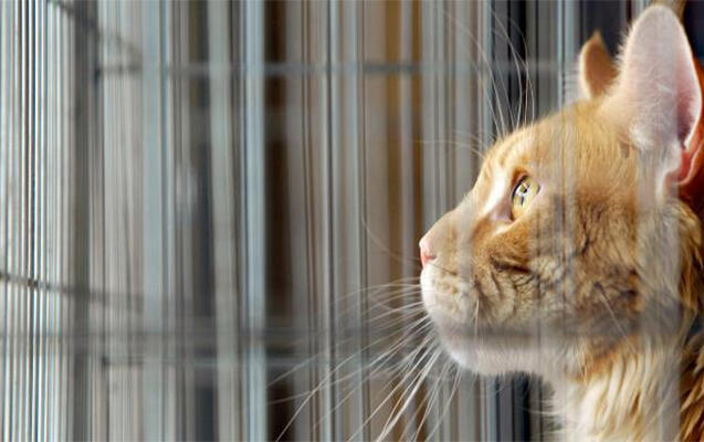 Elm dünyasında inqilab: Pişiklər xərçəng müalicəsində açar rolunu oynaya bilər