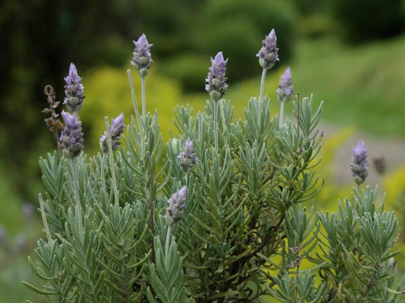 Lavanda yağı: Təbiətin sakitləşdirici və çoxşaxəli gücü