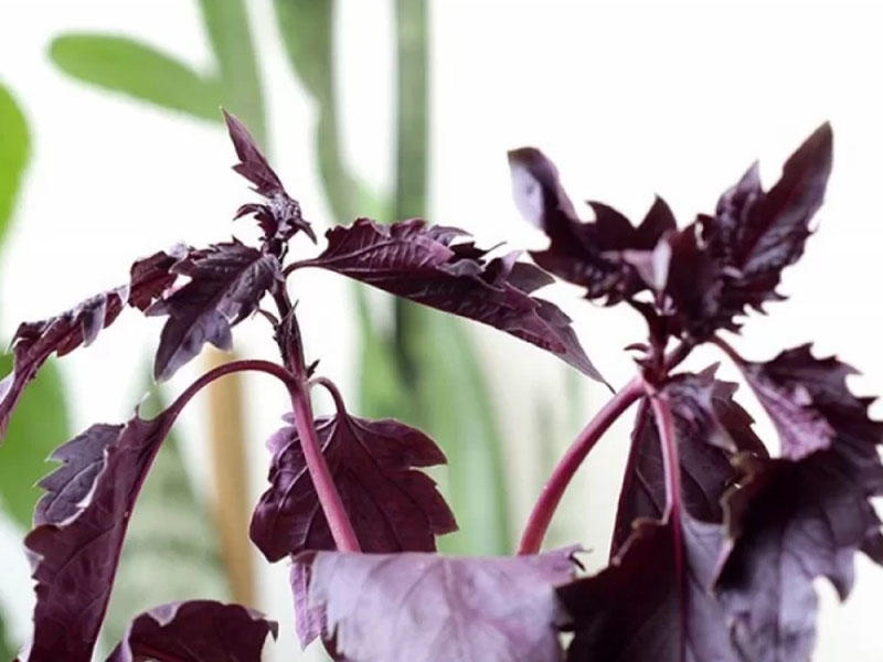 Cinsi istəyi artıran TƏBİİ afrodizyak