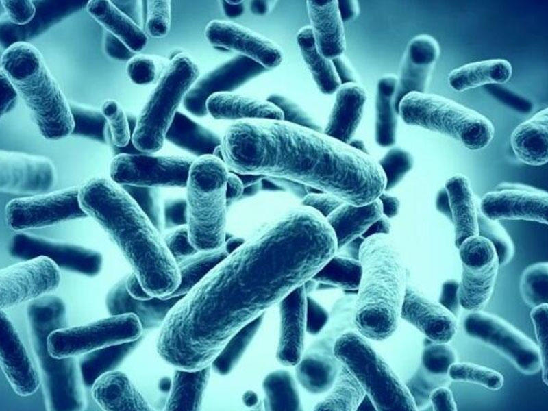 Bakteriyaları məhv edən antibiotik kəşf edildi