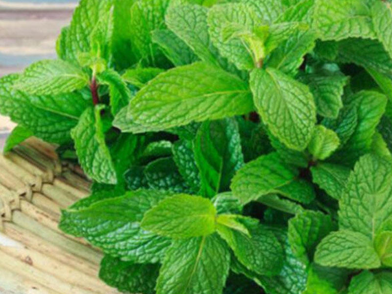 Mədə xəstəliklərinin "düşməni" - Müntəzəm istifadə edildiyində... - VİDEO