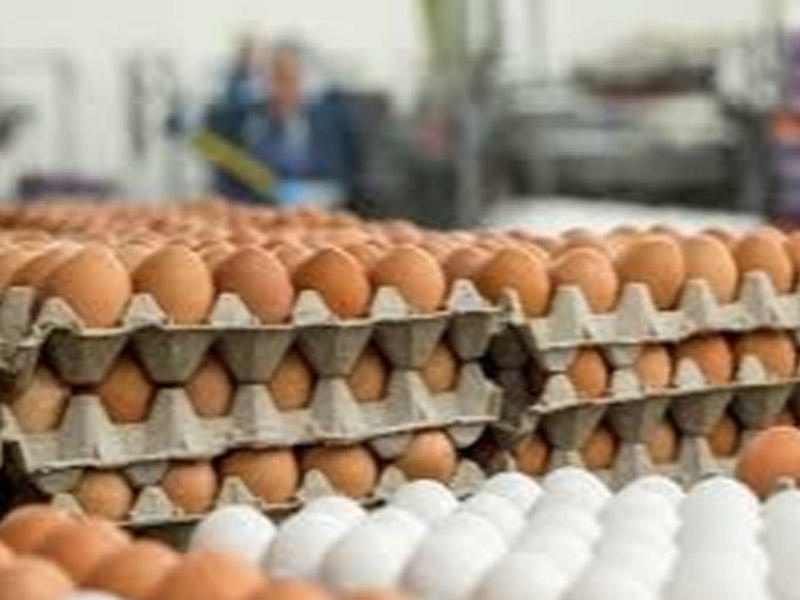 Yumurta kartonlarını təkrar istifadə etməyin - sağlamlığınız risk altındadır