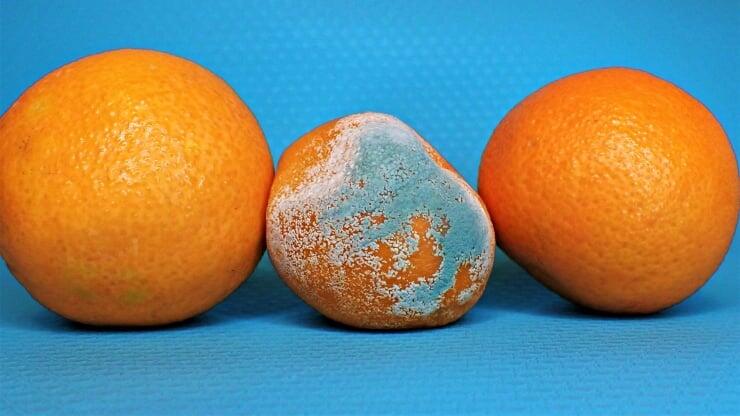 Kifli qidalardan hansı yeyilməli, hansı zibilə atılmalıdır?