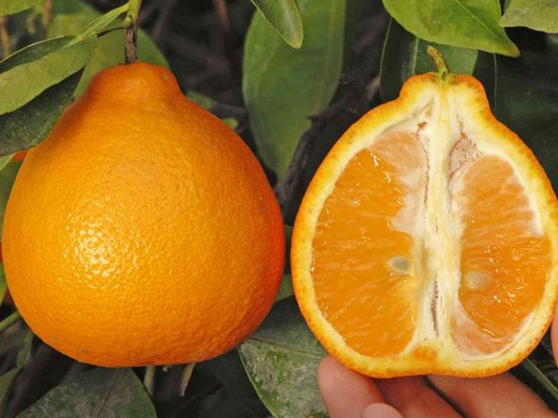 Tanjelonun faydaları Tanjelonun faydaları