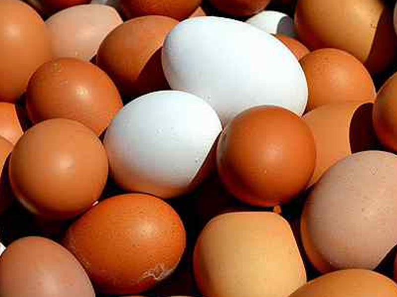 Misirli mütəxəssis burundan daxil edilən peyvənd hazırlayıb