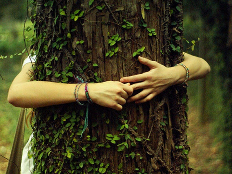 Dendroterapiya: ağaclarla müalicə - Hansı xəstəliklərdə effektivdir?
