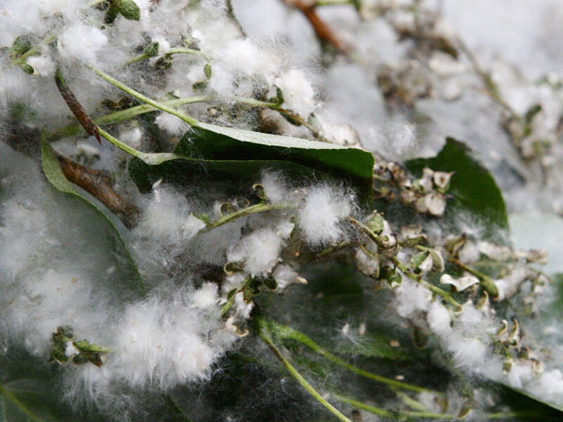 Mövsümü allergik astmanın müalicəsi tapılıb