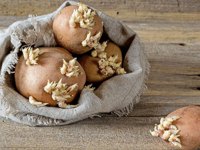 Cücərmiş kartofu tullamayın. Müalicəvi RESEPTLƏR