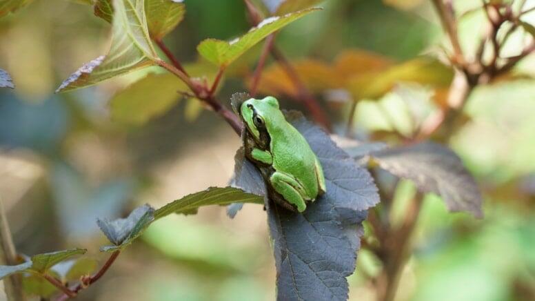 Xərçəng xəstəliyində qurbağa möcüzəsi - Şişləri yox edir