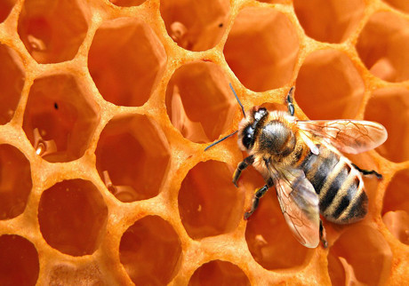 Arı sancmasına yaxşı təsir edən təbii vasitələr. Bal arı sancmasına qarşı...