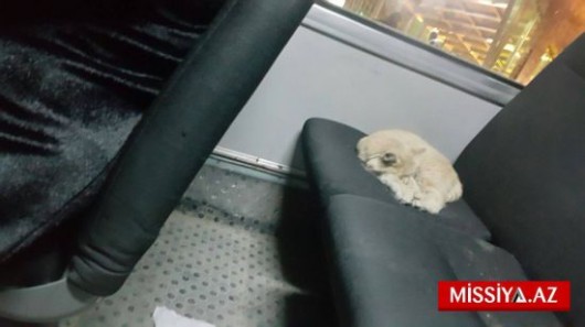 Bakıda avtobusa minən "sərnişin" hamını təəccübləndirdi - FOTO