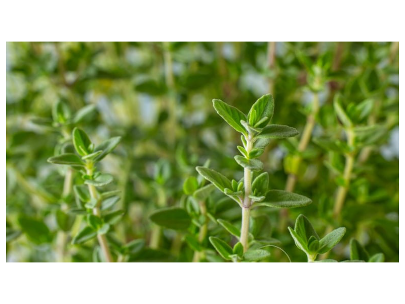 Bu torpaqlarda yetişir: Təpədən-dırnağa antibiotik anbarı çıxdı