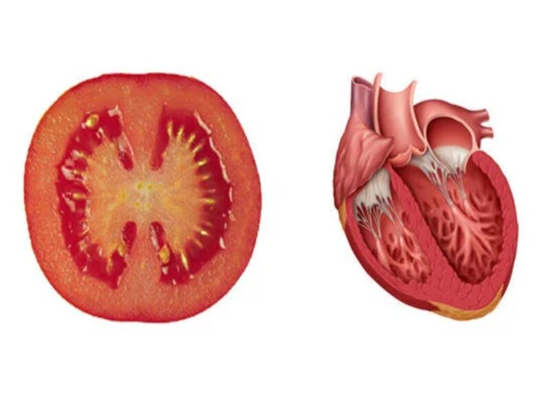 Orqanlara bənzəyən qidalar