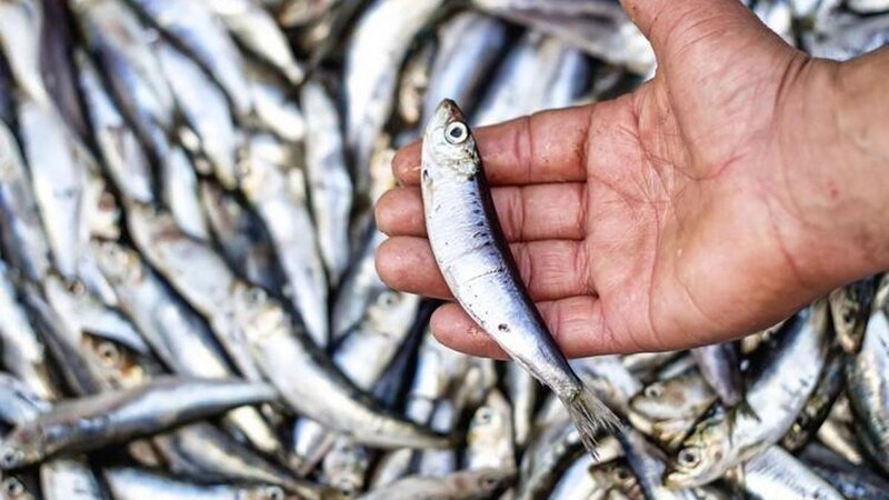 Bu balıq qan şəkərinin stabilləşdirilməsində ən faydalısıdır