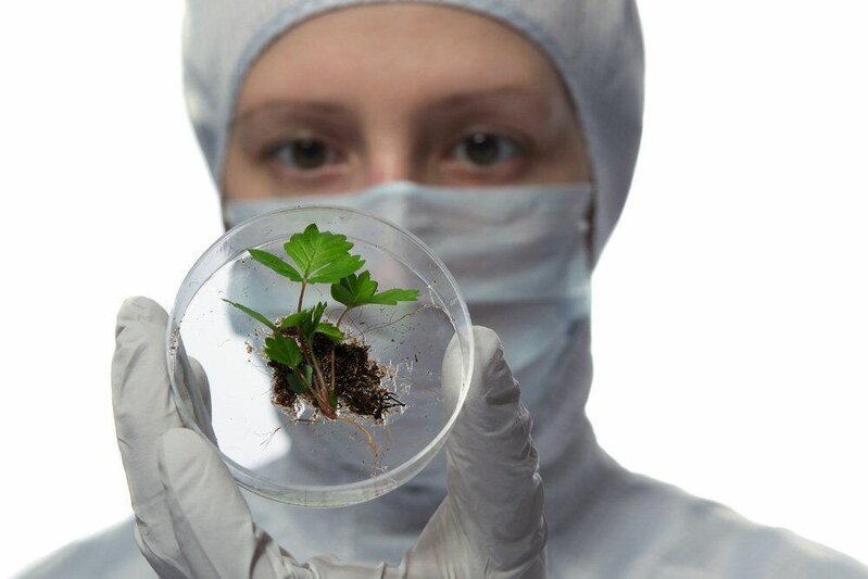 Pandemiyaya səbəb olacaq yeni virus meyvə ilə yayılır - Lanye virusu nədir?