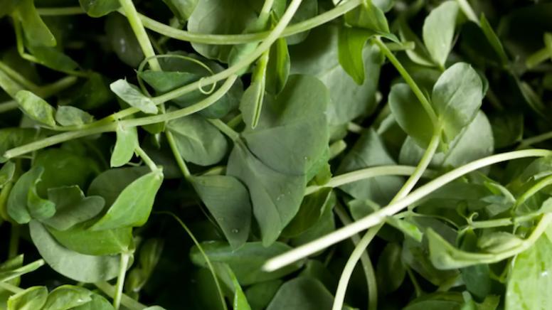 Bazarda üzünə baxmadığımız göyərti 