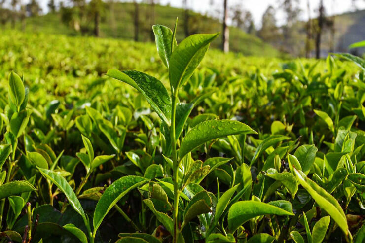 Dünyada ən bahalı çay növləri: 4 milyon dollar