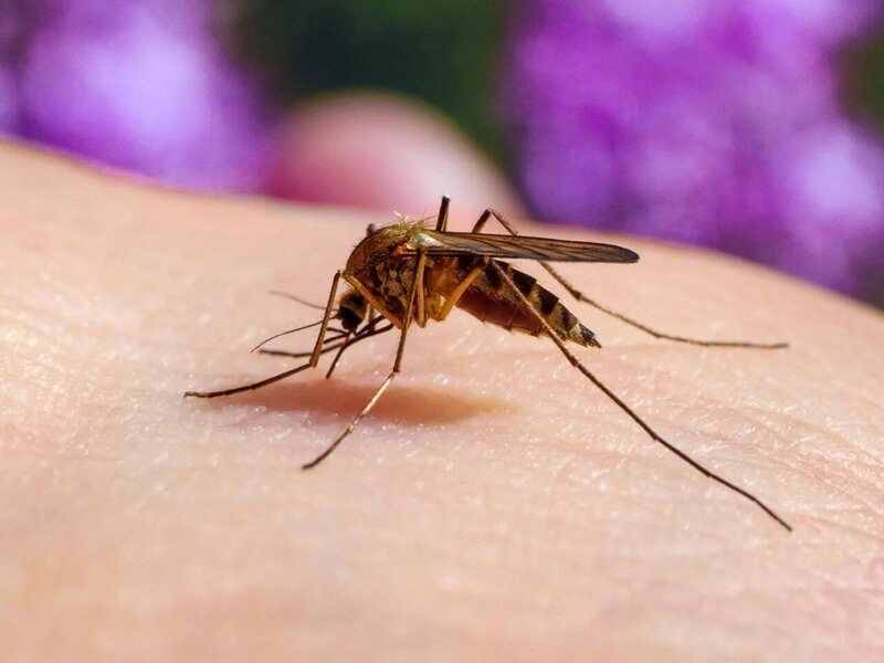 Ağcaqanadlar ən çox onları SANCIR