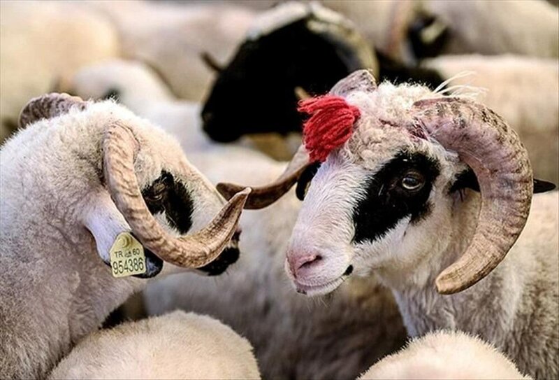 Qurban əti ilə bağlı vacib xəbərdarlıq: Bu səhvləri etməyin