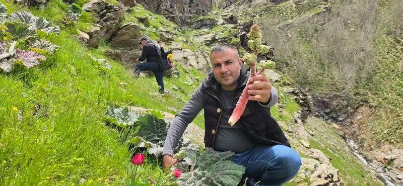Kilosu 37 manatdan 10 AZN-ə düşdü: Sübh tezdən dağdan yığılır - FOTO