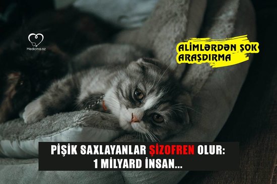Pişik saxlayanlar şizofren olur: ALİMLƏRDƏN ŞOK XƏBƏRDARLIQ